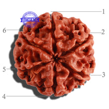 Load image into Gallery viewer, 6 Mukhi Rudraksha from Nepal - Bead No. 261