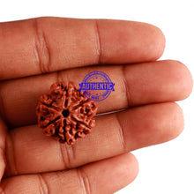 Load image into Gallery viewer, 6 Mukhi Rudraksha from Nepal - Bead No. 262