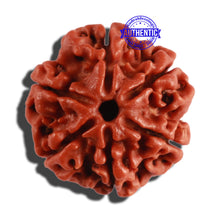 Load image into Gallery viewer, 6 Mukhi Rudraksha from Nepal - Bead No. 262