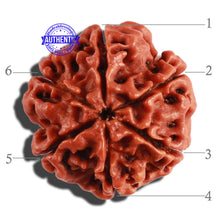 Load image into Gallery viewer, 6 Mukhi Rudraksha from Nepal - Bead No. 262