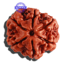 Load image into Gallery viewer, 6 Mukhi Rudraksha from Nepal - Bead No. 266