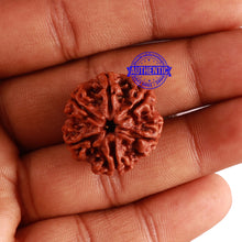 Load image into Gallery viewer, 6 Mukhi Rudraksha from Nepal - Bead No. 267