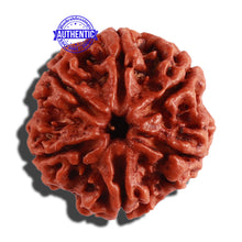 Load image into Gallery viewer, 6 Mukhi Rudraksha from Nepal - Bead No. 267