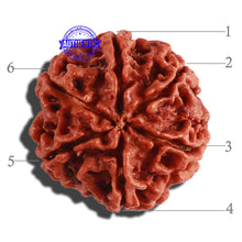 Load image into Gallery viewer, 6 Mukhi Rudraksha from Nepal - Bead No. 267