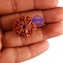Load image into Gallery viewer, 6 Mukhi Rudraksha from Nepal - Bead No. 268