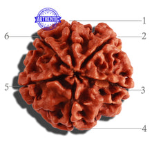 Load image into Gallery viewer, 6 Mukhi Rudraksha from Nepal - Bead No. 268