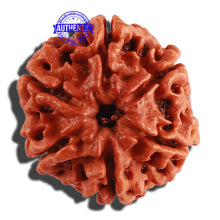 Load image into Gallery viewer, 6 Mukhi Rudraksha from Nepal - Bead No. 269