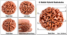 Load image into Gallery viewer, 6 Mukhi Hybrid Rudraksha - Bead No. 26