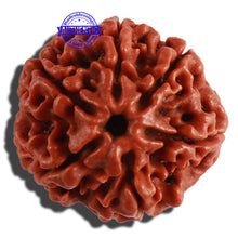 Load image into Gallery viewer, 6 Mukhi Rudraksha from Nepal - Bead No. 270