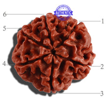 Load image into Gallery viewer, 6 Mukhi Rudraksha from Nepal - Bead No. 270
