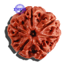 Load image into Gallery viewer, 6 Mukhi Rudraksha from Nepal - Bead No. 271