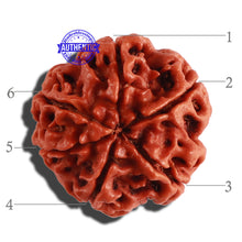 Load image into Gallery viewer, 6 Mukhi Rudraksha from Nepal - Bead No. 271