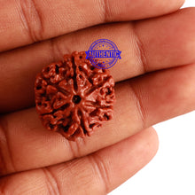 Load image into Gallery viewer, 6 Mukhi Rudraksha from Nepal - Bead No. 272