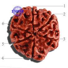 Load image into Gallery viewer, 6 Mukhi Rudraksha from Nepal - Bead No. 272