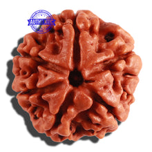 Load image into Gallery viewer, 6 Mukhi Rudraksha from Nepal - Bead No. 273