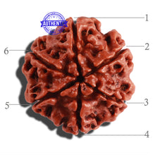 Load image into Gallery viewer, 6 Mukhi Rudraksha from Nepal - Bead No. 274