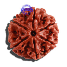 Load image into Gallery viewer, 6 Mukhi Rudraksha from Nepal - Bead No. 275