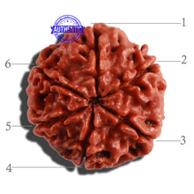 Load image into Gallery viewer, 6 Mukhi Rudraksha from Nepal - Bead No. 275