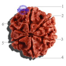 Load image into Gallery viewer, 6 Mukhi Rudraksha from Nepal - Bead No. 276