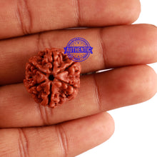 Load image into Gallery viewer, 6 Mukhi Rudraksha from Nepal - Bead No. 277