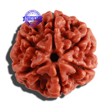 Load image into Gallery viewer, 6 Mukhi Rudraksha from Nepal - Bead No. 277