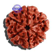 Load image into Gallery viewer, 6 Mukhi Rudraksha from Nepal - Bead No. 278