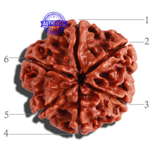 Load image into Gallery viewer, 6 Mukhi Rudraksha from Nepal - Bead No. 278