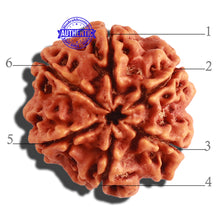 Load image into Gallery viewer, 6 Mukhi Rudraksha from Nepal - Bead No 280