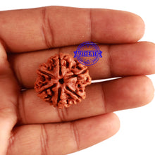 Load image into Gallery viewer, 6 Mukhi Rudraksha from Nepal - Bead No 281