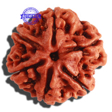 Load image into Gallery viewer, 6 Mukhi Rudraksha from Nepal - Bead No 281