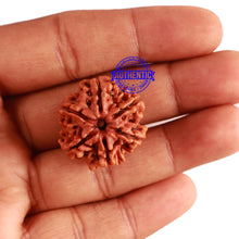 Load image into Gallery viewer, 6 Mukhi Rudraksha from Nepal - Bead No 282