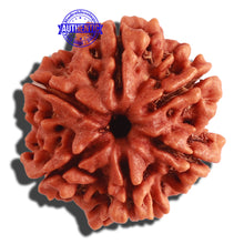 Load image into Gallery viewer, 6 Mukhi Rudraksha from Nepal - Bead No 282