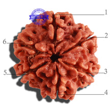 Load image into Gallery viewer, 6 Mukhi Rudraksha from Nepal - Bead No 282