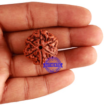 Load image into Gallery viewer, 6 Mukhi Rudraksha from Nepal - Bead No 286