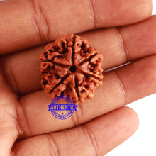 Load image into Gallery viewer, 6 Mukhi Rudraksha from Nepal - Bead No 290