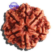 Load image into Gallery viewer, 6 Mukhi Rudraksha from Nepal - Bead No 294