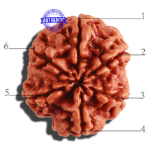 Load image into Gallery viewer, 6 Mukhi Rudraksha from Nepal - Bead No 296