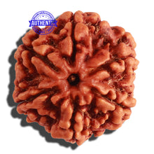 Load image into Gallery viewer, 6 Mukhi Rudraksha from Nepal - Bead No 297