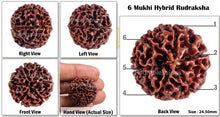 Load image into Gallery viewer, 6 Mukhi Hybrid Rudraksha - Bead No. 2