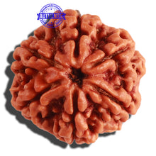 Load image into Gallery viewer, 6 Mukhi Rudraksha from Nepal - Bead No 301