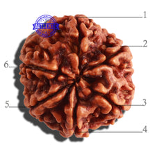 Load image into Gallery viewer, 6 Mukhi Rudraksha from Nepal - Bead No 303