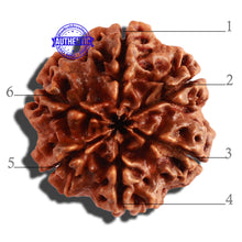 Load image into Gallery viewer, 6 Mukhi Rudraksha from Nepal - Bead No 306