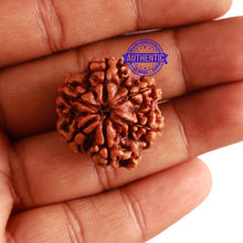 Load image into Gallery viewer, 6 Mukhi Rudraksha from Nepal - Bead No 307