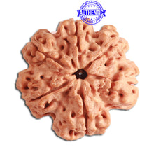 Load image into Gallery viewer, 6 Mukhi Rudraksha from Nepal - Bead No. 310