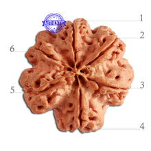 Load image into Gallery viewer, 6 Mukhi Rudraksha from Nepal - Bead No. 310
