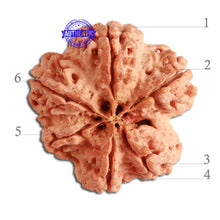 Load image into Gallery viewer, 6 Mukhi Rudraksha from Nepal - Bead No. 311