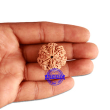 Load image into Gallery viewer, 6 Mukhi Rudraksha from Nepal - Bead No 312