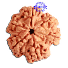 Load image into Gallery viewer, 6 Mukhi Rudraksha from Nepal - Bead No. 314
