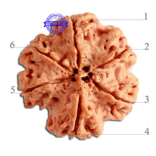 Load image into Gallery viewer, 6 Mukhi Rudraksha from Nepal - Bead No. 314