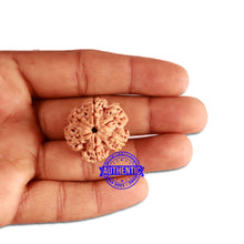 Load image into Gallery viewer, 6 Mukhi Rudraksha from Nepal - Bead No. 315